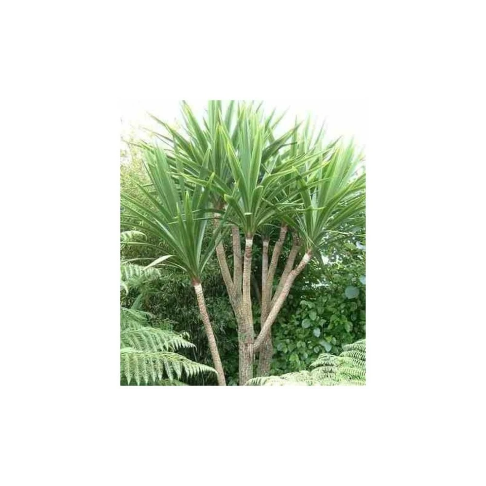 Cordyline Australis Blanc - Taille Pot De 7 Litres ? 100/120 Cm 3 Cordyline Australis Blanc - Taille Pot De 7 Litres ? 100/120 Cm – Image 3