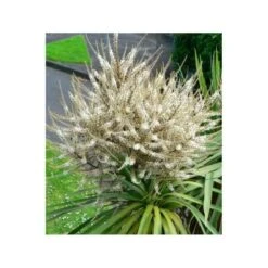 Cordyline Australis Blanc - Taille Pot De 7 Litres ? 100/120 Cm 7 Cordyline Australis Blanc - Taille Pot De 7 Litres ? 100/120 Cm -Pas Cher Verloisia Magasin 64038b92aa5d03.85365478