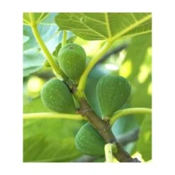 Ficus Carica (figuier) Blanc - Taille Pot De 5 Litres ? 80/100 Cm -Pas Cher Verloisia Magasin 64038b954fb694.54877303