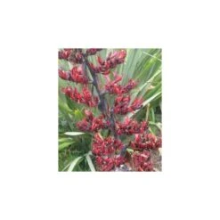 Phormium Tenax (lin De Nouvelle-zélande) Taille Pot De 6 Litres - 80/100 Cm - Jaune Et Rouge -Pas Cher Verloisia Magasin 64038b99050997.37885403