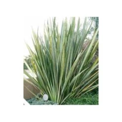 Phormium Tenax (lin De Nouvelle-zélande) Taille Pot De 6 Litres - 80/100 Cm - Jaune Et Rouge -Pas Cher Verloisia Magasin 64038b99176297.65900660