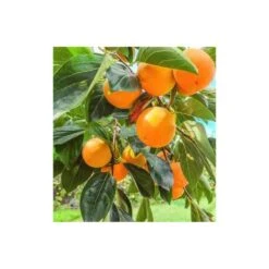 Diospyros Kaki Var.fuyu (plaqueminier) Taille Pot De 3 Litres - 80/100 Cm - Jaune -Pas Cher Verloisia Magasin 64038b9bd90311.63962905