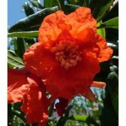 Punica Granatum (grenadier à Fruits) Taille Pot De 2 Litres ? 40/60 Cm - Rouge -Pas Cher Verloisia Magasin 64038b9e603295.34672499