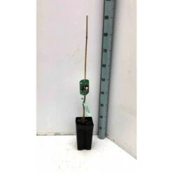 Asimina Triloba (paw Paw) Violet - Taille Pot De 3 Litres ? 60/80 Cm -Pas Cher Verloisia Magasin 64038b9f9fda45.43880352