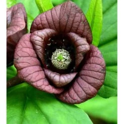 Asimina Triloba (paw Paw) Violet - Taille Pot De 3 Litres ? 60/80 Cm -Pas Cher Verloisia Magasin 64038b9fa4f3b3.84181645