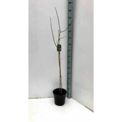 Asimina Triloba (paw Paw) Violet - Taille Pot De 3 Litres ? 60/80 Cm -Pas Cher Verloisia Magasin 64038b9fb3ae60.80856107