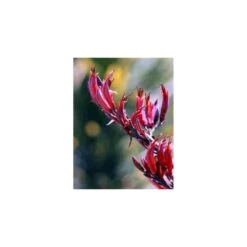 Phormium Tenax Var. Purpurea (lin De Nouvelle-zélande) Taille Pot De 2 Litres ? 30/40 Cm - Jaune Et Rouge -Pas Cher Verloisia Magasin 64038ba73a0965.17614616