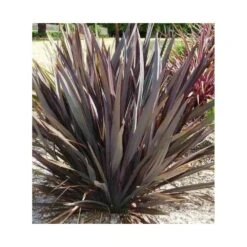 Phormium Tenax Var. Purpurea (lin De Nouvelle-zélande) Taille Pot De 2 Litres ? 30/40 Cm - Jaune Et Rouge -Pas Cher Verloisia Magasin 64038ba73e8b16.29335605