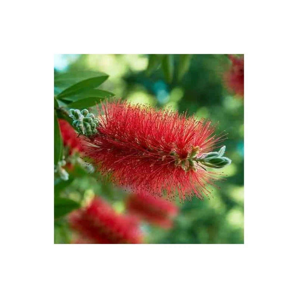 Callistemon Laevis Rouge - Taille Pot De 2 Litres - 60/80 Cm 3 Callistemon Laevis Rouge - Taille Pot De 2 Litres - 60/80 Cm – Image 3