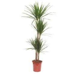 Dracaena Marginata 'green' (dragonnier) Taille Pot De 3 Litres - 50/60 Cm -Pas Cher Verloisia Magasin 64038bb3b4eee1.33559740