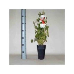 Lycium Barbarum (goji) Taille Pot De 2 Litres - 50/70 Cm - Rouge