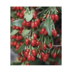 Lycium Barbarum (goji) Taille Pot De 2 Litres - 50/70 Cm - Rouge -Pas Cher Verloisia Magasin 64038bb53d9ee8.21730630
