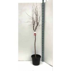 Punica Granatum Adulte (grenadier à Fruits) Rouge - Taille Pot 65l - 150/175cm - Peri 20/25 -Pas Cher Verloisia Magasin 64038bb9153683.96984842