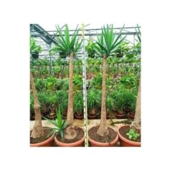 Yucca Elephantipes (yucca Pied D'éléphant) Blanc - Taille Pot De 65l - 180/200cm -Pas Cher Verloisia Magasin 64038bba6ce170.63708383