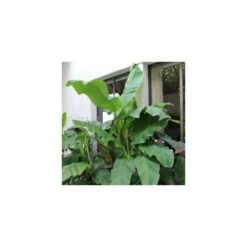 Collection De 3 Bananiers Rustiques -Pas Cher Verloisia Magasin 64038bc36312f5.34877804