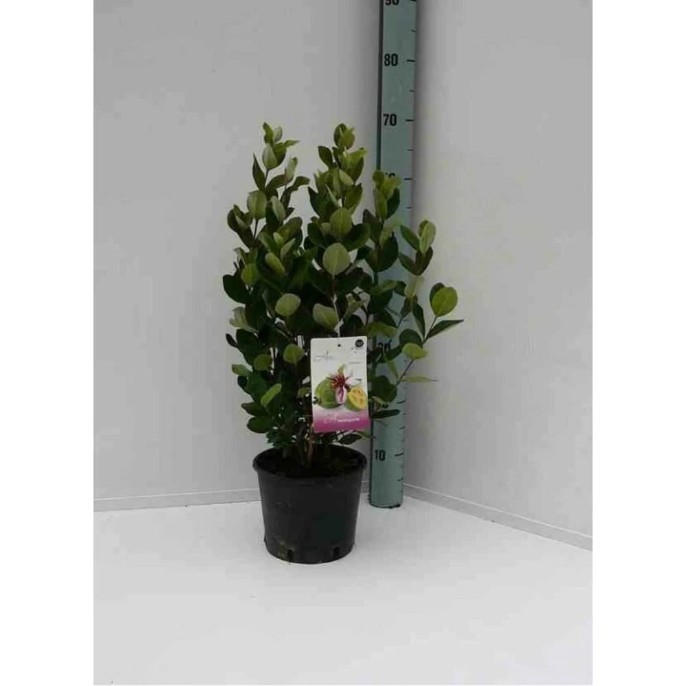 Acca Sellowiana (feijoa Ou Goyave Ananas) Rouge - Taille Pot De 7 Litres ? 100/120 Cm 3 Acca Sellowiana (feijoa Ou Goyave Ananas) Rouge - Taille Pot De 7 Litres ? 100/120 Cm – Image 3