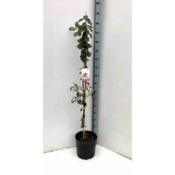 Acca Sellowiana (feijoa Ou Goyave Ananas) Rouge - Taille Pot De 7 Litres ? 100/120 Cm