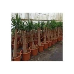 Yucca Elephantipes (yucca Pied D'éléphant) Blanc - Taille Pot De 20 Litres - 110/130 Cm -Pas Cher Verloisia Magasin 64038bdc583f11.82338659