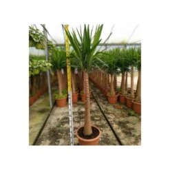 Yucca Elephantipes (yucca Pied D'éléphant) Blanc - Taille Pot De 20 Litres - 110/130 Cm -Pas Cher Verloisia Magasin 64038bdc5c90c2.60205893