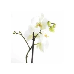 Pas Cher Verloisia Magasin 11 Phalaenopsis Hybride Blanche (orchidée Papillon) Taille Pot De 2 Litres - 60/80 Cm