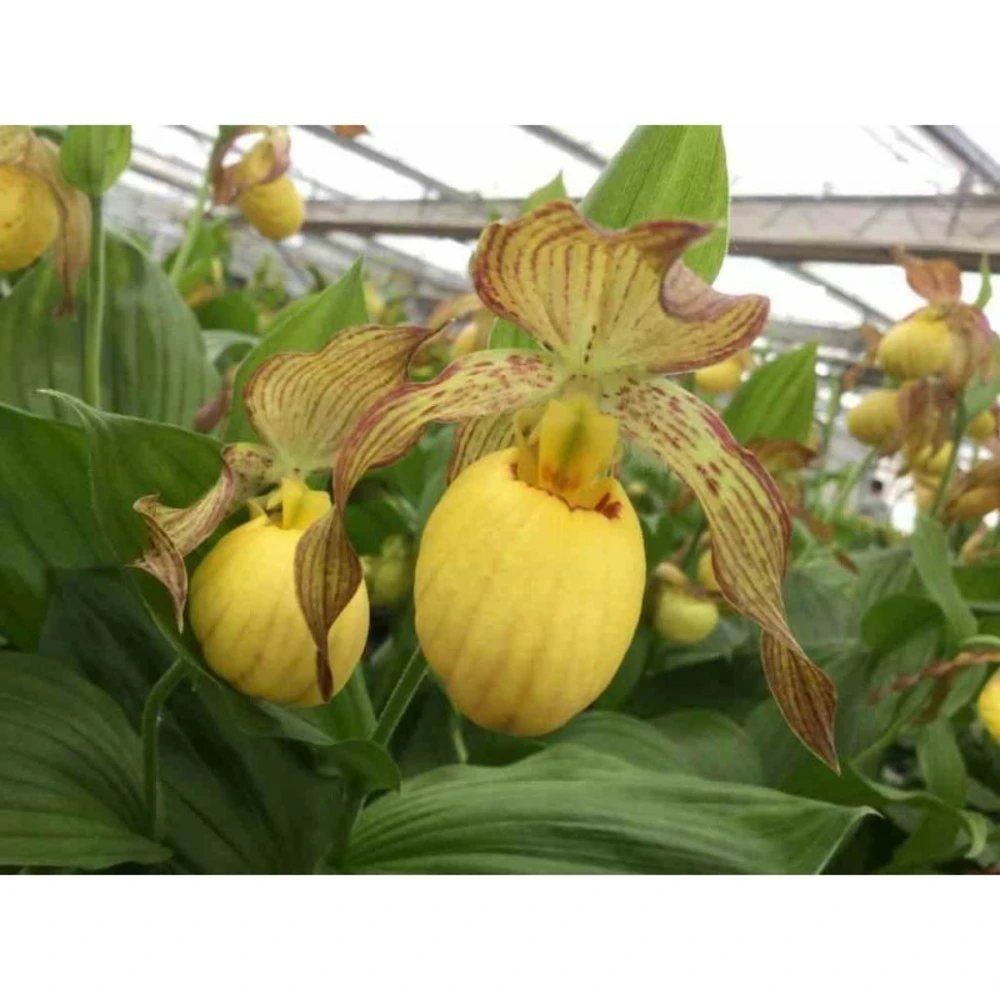 Cypripedium "inge" (orchidées Terrestres) Taille Pot De 1 Litre - 0/60 Cm 1 Cypripedium "inge" (orchidées Terrestres) Taille Pot De 1 Litre - 0/60 Cm