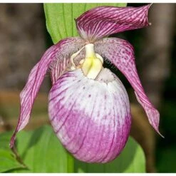 Cypripedium "sabine" (orchidées Terrestres) Taille Pot De 1 Litre - 0/60 Cm -Pas Cher Verloisia Magasin 640394432f9b38.41064890