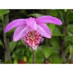 Pas Cher Verloisia Magasin 7 Pleione 'bulbocodiodes' Rose - Taille Pot De 1 Litre - 0/40 Cm