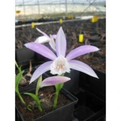 Pas Cher Verloisia Magasin 5 Pleione Formosana Taille Pot De 1 Litre - 0/40 Cm - Blanc Et Rose
