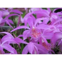 Pas Cher Verloisia Magasin 3 Pleione "tongariro" Taille Pot De 1 Litre - 0/40 Cm