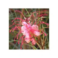 Grevillea Johnsonii (grevillea De Johnson Ou Fleur D'araignée De Johnson,) Pot De 4 Litres 50/60 Cm -Pas Cher Verloisia Magasin 6403954ac10fa5.53432193