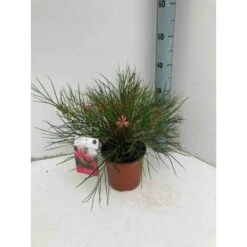 Grevillea Johnsonii (grevillea De Johnson Ou Fleur D'araignée De Johnson,) Taille Pot De 2 Litres 30/40 Cm