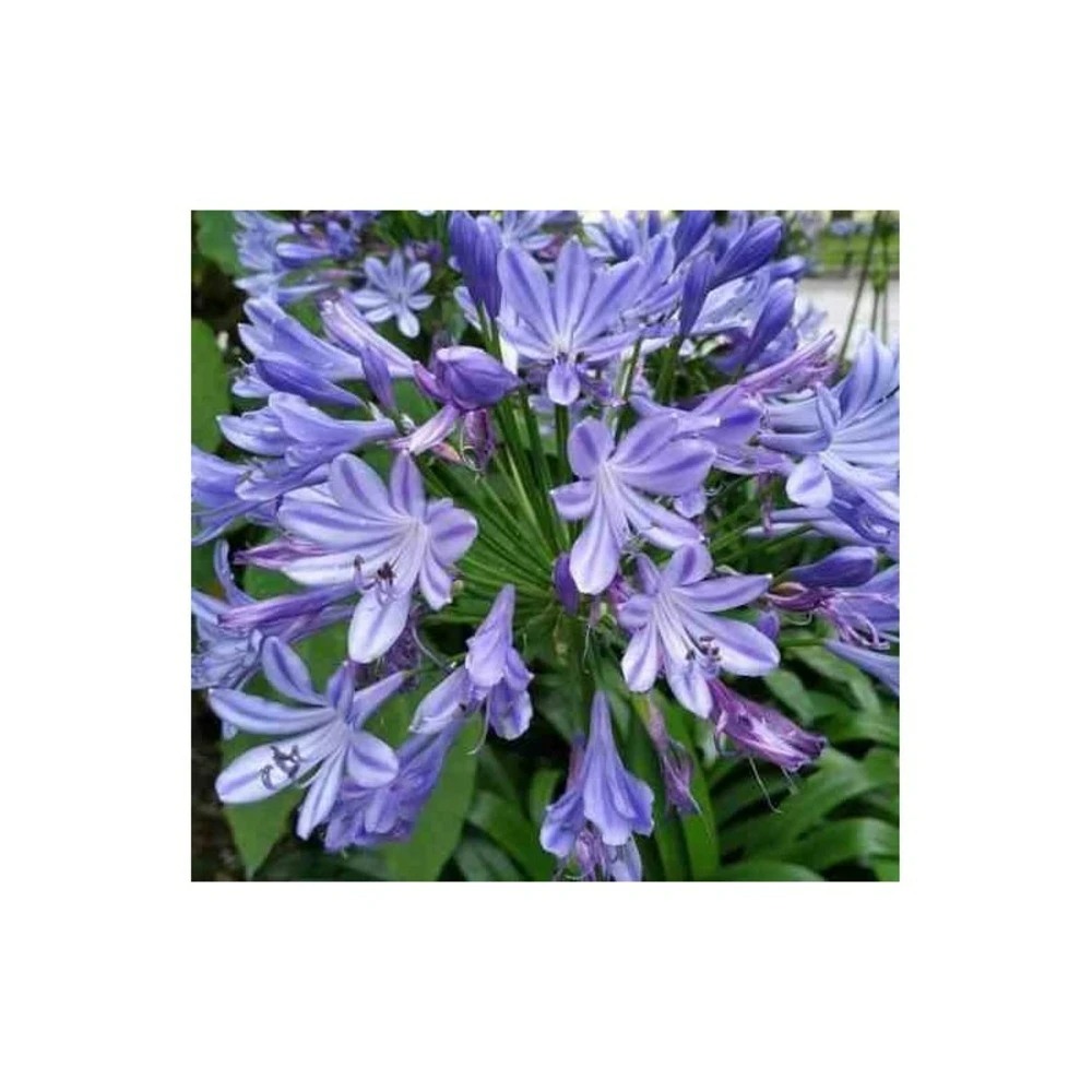 Agapanthus Praecox (agapanthe) Taille Pot De 3 Litres - 30/40cm - Violet 2 Agapanthus Praecox (agapanthe) Taille Pot De 3 Litres - 30/40cm - Violet – Image 2