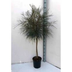Grevillea Johnsonii (grevillea De Johnson Ou Fleur D'araignée De Johnson,) Taille Pot De 6 Litres - 100/120 Cm -Pas Cher Verloisia Magasin 640395807e85b6.70200338