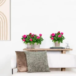 3x Pot Rose Rose - Rosa – Plante De Terrasse & D'intérieur – ⌀12cm – ↕20-30cm -Pas Cher Verloisia Magasin 64062fbfc0d959.17995780