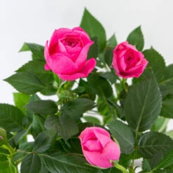 3x Pot Rose Rose - Rosa – Plante De Terrasse & D'intérieur – ⌀12cm – ↕20-30cm -Pas Cher Verloisia Magasin 64062fbfd17801.69056399