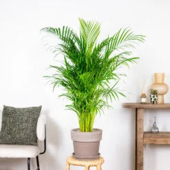 Dypsis Lutescens - Palmier Dorés - Plante D'intérieur - Entretien Facile – ⌀24 Cm - ↕120-130 Cm -Pas Cher Verloisia Magasin 640b20fca5b7e0.32931712