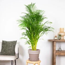 Dypsis Lutescens - Palmier Dorés - Plante D'intérieur - Entretien Facile – ⌀24 Cm - ↕140-150 Cm -Pas Cher Verloisia Magasin 640b21017f4da5.10388502