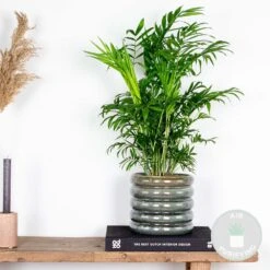 Chamaedorea Elegans - Palmier Nain Mexicain - Purificateur D'air – ⌀17 Cm - ↕50-60 Cm -Pas Cher Verloisia Magasin 640b210455f9c6.23535894