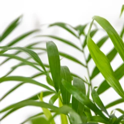 Chamaedorea Elegans - Palmier Nain Mexicain - Purificateur D'air – ⌀17 Cm - ↕50-60 Cm -Pas Cher Verloisia Magasin 640b2104598045.56432407