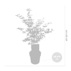 2x Acer Shirasawanum 'moonrise' - érable Du Japon - Arbuste - Rustique - ⌀19 Cm - ↕40-50 Cm -Pas Cher Verloisia Magasin 640b75778741e7.39248989