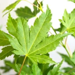 Acer Palmatum 'going Green' - érable Du Japon - Arbuste - Rustique – ⌀10,5 Cm - ↕25-30 Cm -Pas Cher Verloisia Magasin 640b7579d22548.51765392