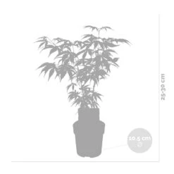 Acer Palmatum 'butterfly' – érable Du Japon – Arbuste – Rustique – ⌀10,5 Cm - ↕25-30 Cm -Pas Cher Verloisia Magasin 640b7584331f62.30491547