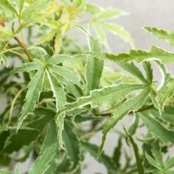 Acer Palmatum 'butterfly' – érable Du Japon – Arbuste – Rustique – ⌀10,5 Cm - ↕25-30 Cm -Pas Cher Verloisia Magasin 640b75843c0702.39679487