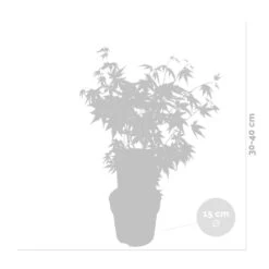 Acer Palmatum 'orange Dream' - érable Du Japon - Arbuste - Rustique - ⌀15 Cm - ↕30-40 Cm -Pas Cher Verloisia Magasin 640b75850c7fc3.34058057