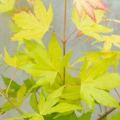 Acer Palmatum 'orange Dream' - érable Du Japon - Arbuste - Rustique - ⌀15 Cm - ↕30-40 Cm -Pas Cher Verloisia Magasin 640b75850fba80.15442681
