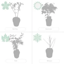 Acer Palmatum 'orange Dream' - érable Du Japon - Arbuste - Rustique - ⌀15 Cm - ↕30-40 Cm -Pas Cher Verloisia Magasin 640b758516d4a4.91094000