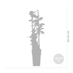 Glycine 'alba' - Glycine - Blanche - Plante Grimpante - Peu D'entretien – ⌀15 Cm - ↕60-70 Cm -Pas Cher Verloisia Magasin 640b77ee91c3f8.77804295