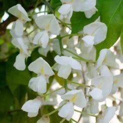 Glycine 'alba' - Glycine - Blanche - Plante Grimpante - Peu D'entretien – ⌀15 Cm - ↕60-70 Cm -Pas Cher Verloisia Magasin 640b77ee9a9c91.55898231