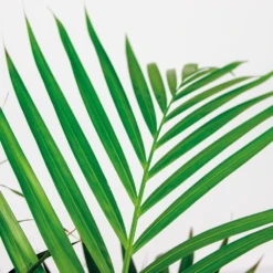 Dypsis Lutescens Incl. Panier En Jonc De Mer - Facile D'entretien - ⌀21 Cm - ↕100-110 Cm -Pas Cher Verloisia Magasin 640b7898e19b00.69601100