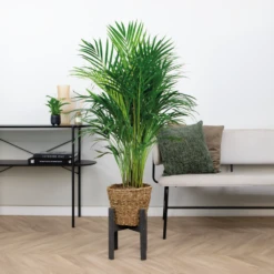 Dypsis Lutescens Incl. Panier En Jonc De Mer - Facile D'entretien - ⌀21 Cm - ↕100-110 Cm -Pas Cher Verloisia Magasin 640b7898ee0c36.81719850